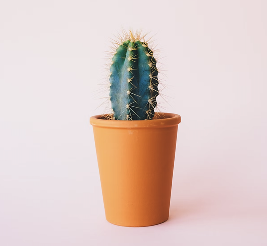 (Échantillon) Plante d’intérieur